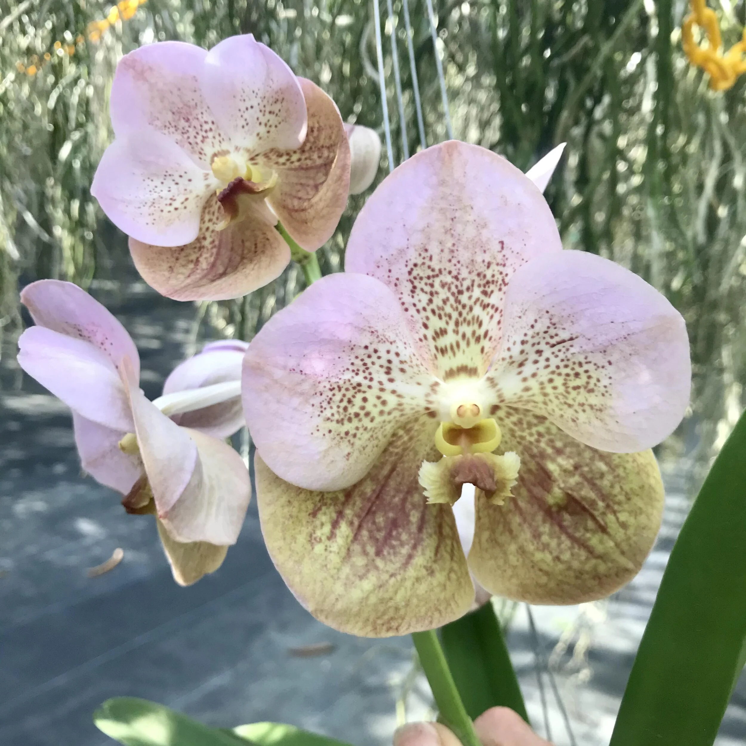 Vanda Prapathom Gold (4N) x sanderiana — Palmer Orchids